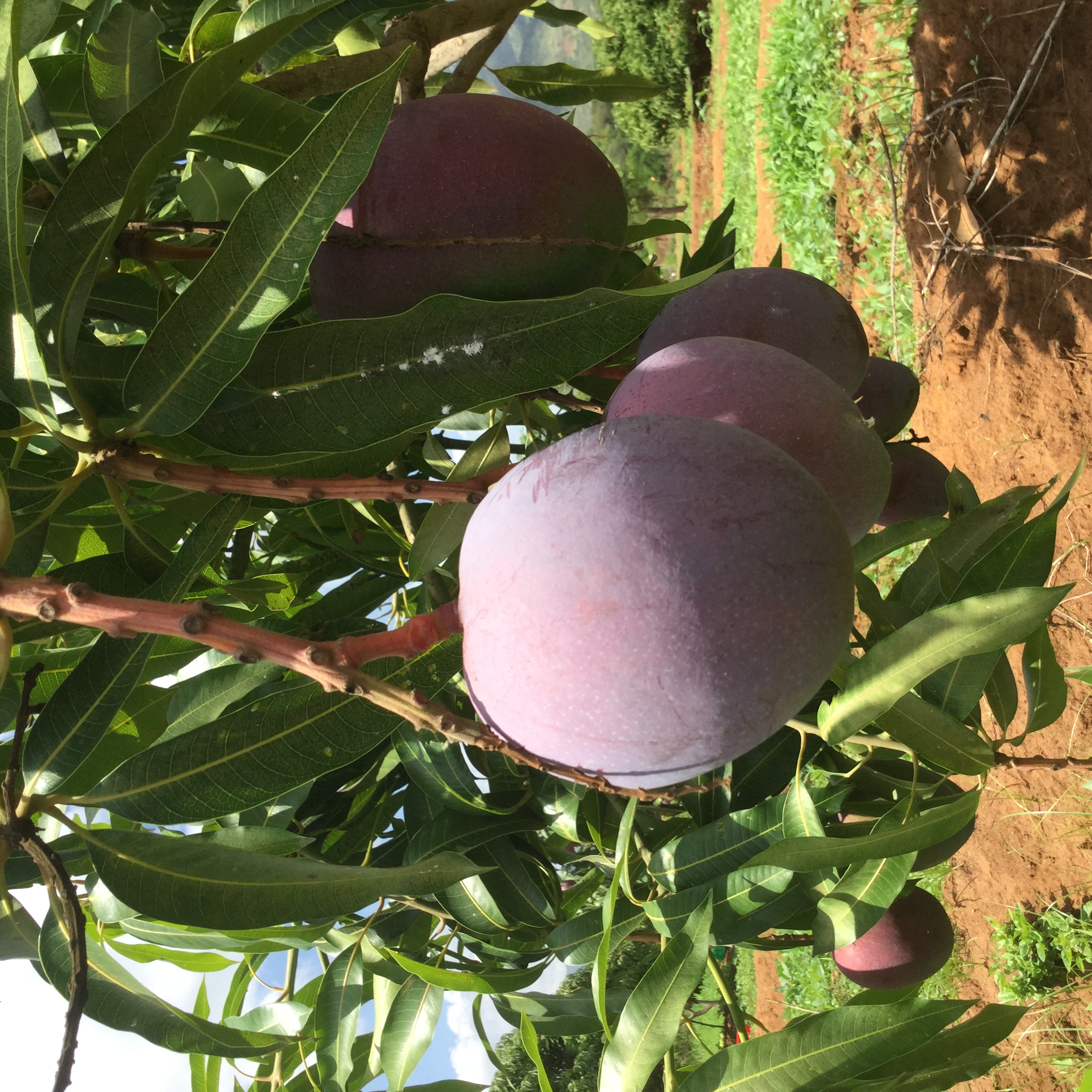 Mangoes on tree in Kenya
