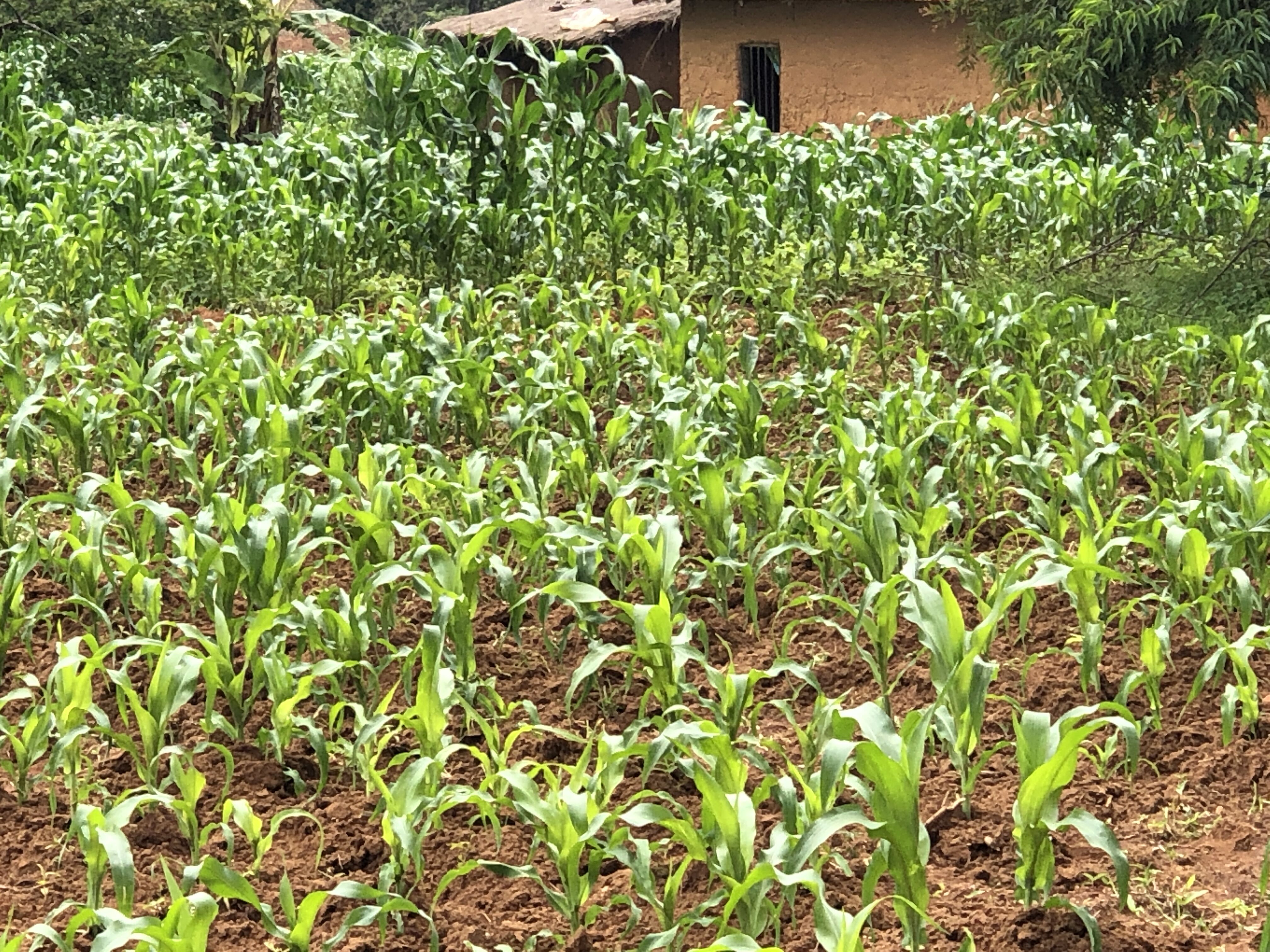 maize field in Tanzania